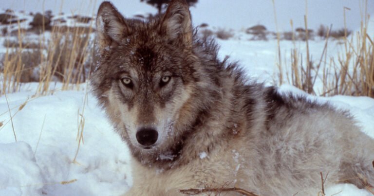 Yellowstone Wolf
